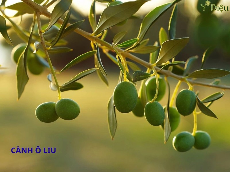 Dầu Gội Đầu Ô Liu Phục Hồi Cấu Trúc Tóc Từ Sâu Bên Trong